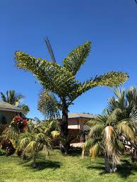 Image result for Caryota