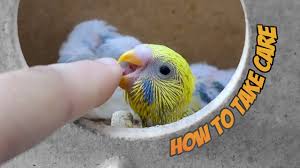 How To Take Care Of Baby Budgies Youtube