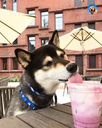Black And Tan Shiba Inu For Sale Shibe Cute Dog Shiba Black And Tan Funny Shiba Inu Shiba Inu Shiba Inu Funny Shiba Inu Dog