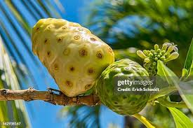 Image result for Morinda
