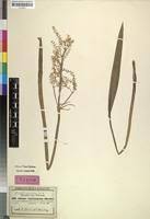 Image result for Burnatia enneandra