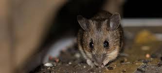 How To Eliminate Mice From Your Home S Ductwork Doityourself Com
