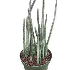 Image result for Kleinia