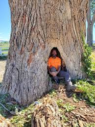 Tree Removal Tree Trimming In Grand Junction Co Alpine Tree Service Llc