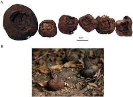 Image result for Schlechterina mitostemmatoides