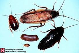Is The Roach As Large As Your Index Finger Is It Reddish At The Head And Almost Black Everywhere Else And Without Wings Roach Control Insect Species Roaches