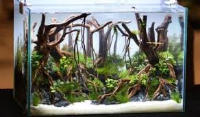 Tentunya tidak semua kayu bisa digunakan untuk aquascape. Tak Semua Ikan Suka Akuarium Yang Dihias Ini Tips Aquascape Untuk Pemula Kumparan Com