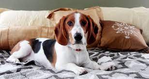 Bagle Hound Basset Hound Beagle Mix Info Facts Temperament Training Puppies Pictures