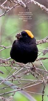 Pin By Aaaa Zzzzz On Birds Birds Bird Animals