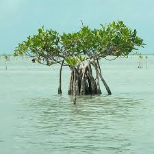 Image result for Rhizophoraceae