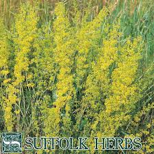 Image result for Galium verum