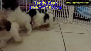 Jacksonville's largest and best selection of puppies! Teddy Bear Puppies Dogs For Sale In Virginia Beach Virginia Va 19breeders Chesapeake Youtube