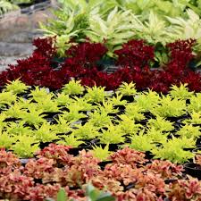 Image result for Coleus melleri