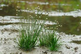 Image result for Eriocaulon cinereum
