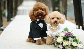 Wedding Outfits For Dogs Wedding And Bridal Inspiration Puppy Wedding Cute Puppies Dog Wedding