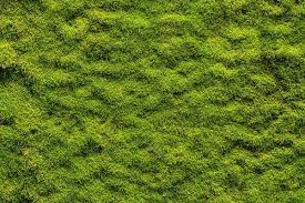 Pin On Grass Textures