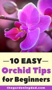 10 Easy Tips How Do You Care For Orchids The Gardening Dad Orchid Care Orchids Indoor Orchids