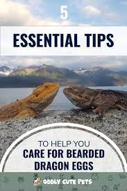 Caring For Bearded Dragon Eggs Bearded Dragon Baby Bearded Dragon Dragon Egg