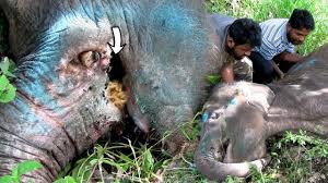 Elephant begging for life after being a victim from crude Mouth bomb | Received treatment - YouTube