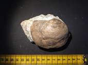Corbis ovatis Shell, Eocene epoch, Bulgaria | eBay