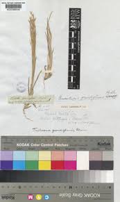 Image result for Trichoneura grandiglumis