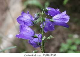 Image result for Campanulaceae