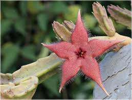 Image result for Geigeria schinzii