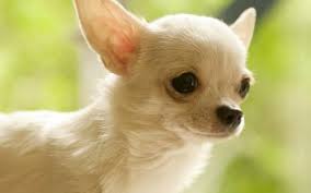 27 chihuahua hd wallpapers background