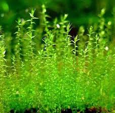 Easy Grow Aquarium Plants Moss Amblystegium Serpens Or Nano Moss Planted Aquarium Fish Plants Live Aquarium Plants