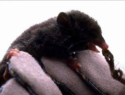 Opossums have lived in the americas for around 55 million years probably evolving from the basic south american marsupials of the late cretaceous period. Adw Lestoros Inca Information