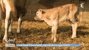 Trouvez votre maison à vendre aquitaine. Animaux Nature La Blonde D Aquitaine Une Vache Du Sud Ouest Youtube