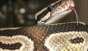 Check spelling or type a new query. ØªÙØ³ÙŠØ± Ø±Ø¤ÙŠØ§ Ø§Ù„Ø«Ø¹Ø¨Ø§Ù† ÙÙŠ Ø§Ù„Ù…Ù†Ø§Ù… Ø¯Ù„ÙŠÙ„ Ø¹Ù„Ù‰ Ø§Ù„Ø­Ù‚Ø¯ ÙˆØ§Ù„Ø­Ø³Ø¯ ÙˆØ§Ù„Ø¹Ø¯Ø§ÙˆØ© Ø¨Ø­Ø³Ø¨ Ø±Ø£ÙŠ Ø£Ù‡Ù„ Ø§Ù„Ø¹Ù„Ù… Ù†Ø¬ÙˆÙ… Ù…ØµØ±ÙŠØ© Ù…ØµØ±