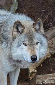 Alpha Female Timber Wolf Timber Wolf Wolf Beautiful Wolves