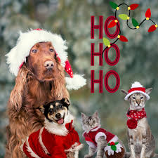 VCA Old Marple Animal Hospital