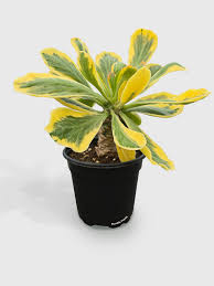 Image result for Euphorbia davyi