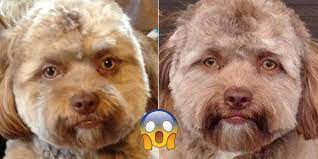 A huge number of wild animals are happy to interact with humans and probably won't cause people any harm. There S A Scientific Reason Why People Think This Dog Looks Human