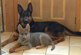 Blue Powder German Shepherds German Shepherd Puppies Blue German Shepherd German Shepherd Dogs