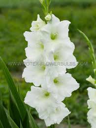 Image result for Gladiolus pusillus