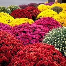 Image result for Ocimum lamiifolium