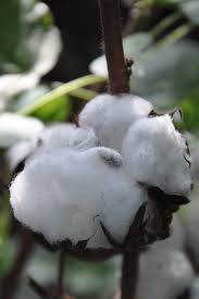 Image result for Gossypium