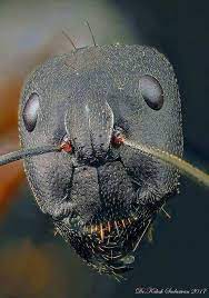 رأس النملة تحت المجهر الألكتروني macro photography insects macro photography tips beautiful macro photography
