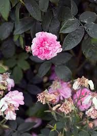 Im frühjahr müssen kranke und. Verbluhte Rosen Schneiden Freudengarten