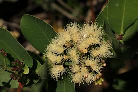Image result for Syzygium cordatum