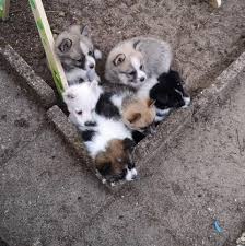 Exclusive bichon frise with toy poodle, super bubbly personality. Pomsky Australia Puppies For Sale Pomsky Australia Facebook