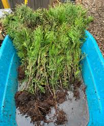 Image result for cuttings thujas