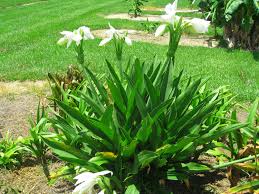 Image result for Crinum walteri