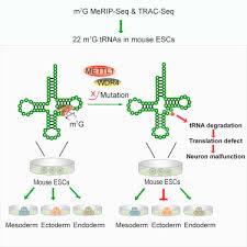 Use this table to translate an mrna code into an amino acid sequence. Mettl1 Wdr4 Mediated M7g Trna Methylome Is Required For Normal Mrna Translation And Embryonic Stem Cell Self Renewal And Differentiation Sciencedirect