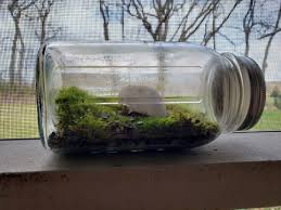 The ecosphere only needs indirect light and comfortable room temperature (between 60f and 80f. Create Your Own Mini Ecosystem At Home Shaver S Creek Environmental Center