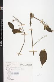 Image result for Melastomastrum capitatum