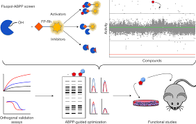 Molecular geometry influences several properties of a substance including its reactivity, polarity, phase of matter, color, magnetism and biological activity. Discovery Of Small Molecule Enzyme Activators By Activity Based Protein Profiling Nature Chemical Biology